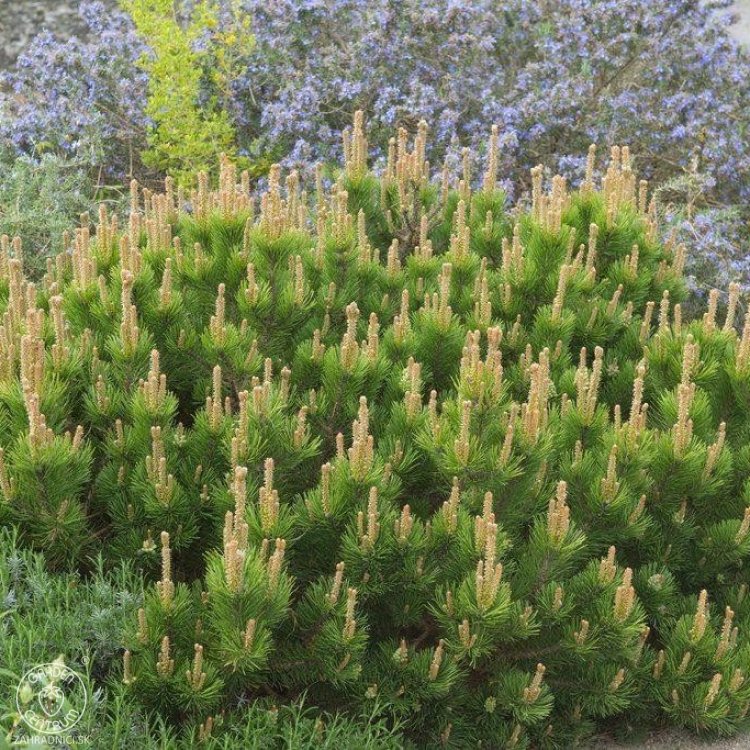 Borovica horská (Pinus mugo) ´MUGHUS´ – výška 20-25 cm, ⌀ 40-50 cm, kont. C10L